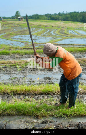 Lokale Mann arbeitet auf dem Reisfeld auf der Insel Bali, Indonesien Stockfoto