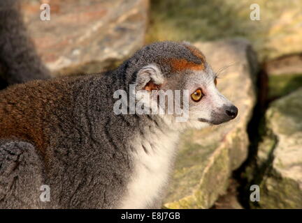 Der graue weibliche gekrönte Lemur (Eulemur Coronatus) in Nahaufnahme, posiert in der Sonne Stockfoto