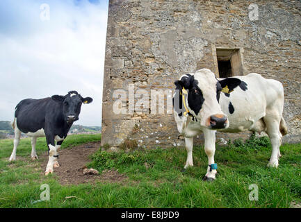 Milchkühe mit tracking-Geräte durch den sechzehnten Jahrhundert Taubenschlag über Somerset Dorf von Bruton UK Stockfoto