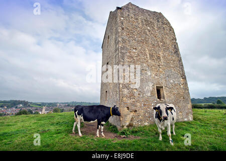 Milchkühe mit tracking-Geräte durch den sechzehnten Jahrhundert Taubenschlag über Somerset Dorf von Bruton UK Stockfoto