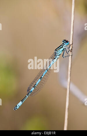 einzigen erwachsenen männlichen südlichen Damselfly ruht auf Vegetation im New Forest, Hamsphire, England Stockfoto