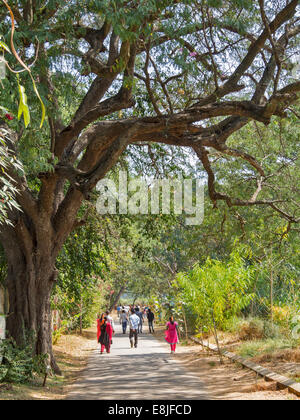 MYSORE ZOO INDIEN BÄUME UND BLUMEN ENTLANG DER WANDERWEGE Stockfoto