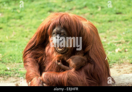 Sumatra Orang-Utan (Pongo Abelii oder Pongo Pygmaeus Abelii) Mutter mit Kind In einem zoo Stockfoto