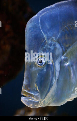Lookdowns. (Selene Vomer). Das Aquarium des Ozeanographischen Museum in Monaco. Stockfoto