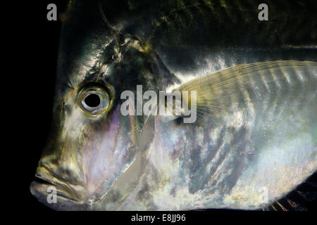 Lookdowns. (Selene Vomer). Das Aquarium des Ozeanographischen Museum in Monaco. Stockfoto