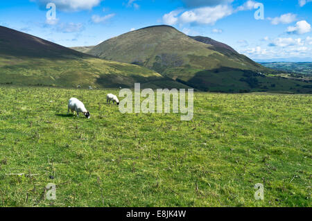 dh Latrigg KESWICK SEENPLATTE Cumbrian Swaledale Hill Schafe und Blencathra Saddleback Hügel Cumbria Hügel Stockfoto