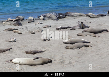 Robben am Strand entspannen Stockfoto