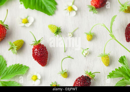 Homegrown Alpine Erdbeeren Stockfoto