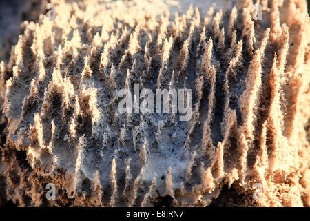 Israel, Totes Meer Salz Crystalization verursacht durch Wasserverdunstung Stockfoto