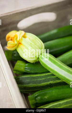 Homegrown Zucchini in Holzkiste Stockfoto