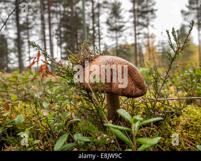 Riesige Leccinum Pilzzucht im Wald Stockfoto