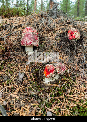Gruppe von Fliegenpilz-Pilze wachsen unter Nadeln Stockfoto