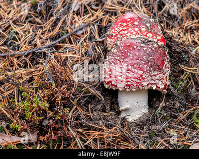 Fliegenpilz Pilzzucht unter Nadeln Stockfoto