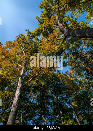 Baumkronen im Herbstfarben - auf der Suche nach oben Stockfoto