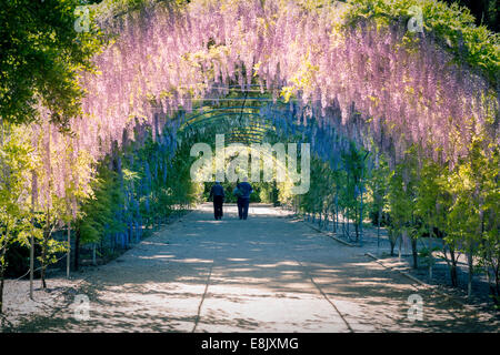 Bunte Wisteria Bogen in Adelaide Botanic Gardens, South Australia Stockfoto