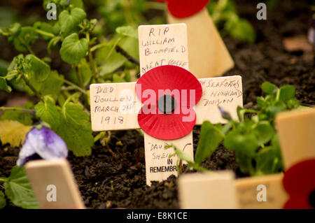 Mohn auf ein hölzernes Kreuz zu Ehren der Vergangenheit am Remembrance Day Sonntag. Stockfoto