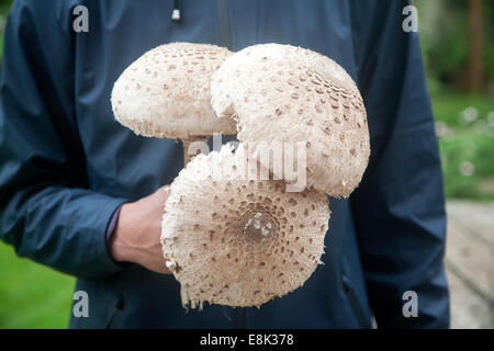 Mitte Abschnitt erschossen in Nahaufnahme männlich halten Sonnenschirm Pilze, Macrolepiota Procera, in seine Hände genommen in Suffolk, England Stockfoto