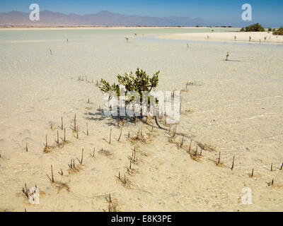 Ägypten, Sinai, Sharm el Sheikh, Nabq Nationalpark, Mangrove Avicennia Marina in Untiefen Stockfoto