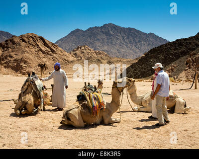 Ägypten, Sinai, Sharm el Sheikh, Nabq Nationalpark, Beduinen desert Camp, Kamele bereit, Touristenfahrten Stockfoto