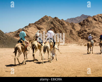 Ägypten, Sinai, Sharm el Sheikh, Beduinen Desert Camp, senior Touristen genießen Kamelritt Stockfoto