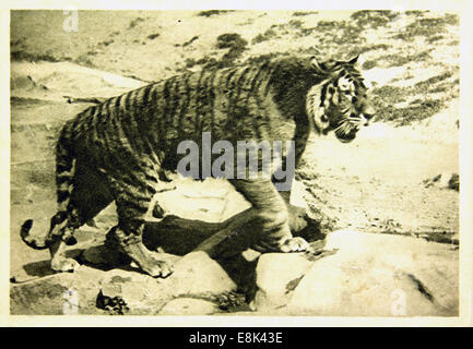 2. Dezember 2009 - Postkarte gedruckt in Russland zeigt Tiger, 1910 © Igor Golovniov/ZUMA Wire/ZUMAPRESS.com/Alamy Live News Stockfoto