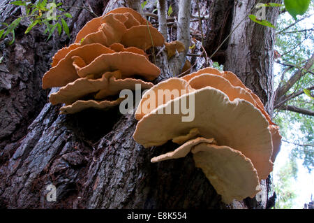 Unterseite der Halterung Pilz "Huhn des Waldes" wachsen auf einer Weide in Cheshunt, Herts Stockfoto