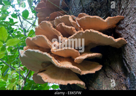 Unterseite der Halterung Pilz "Huhn des Waldes" wachsen auf einer Weide in Cheshunt, Herts Stockfoto