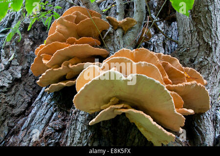 Unterseite der Halterung Pilz "Huhn des Waldes" wachsen auf einer Weide in Cheshunt, Herts Stockfoto