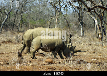 Mutter und Baby Breitmaulnashorn in Hluhluwe-iMfolozi-Park, Südafrika Stockfoto