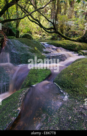 Neuseeland, Südinsel, Kahurangi National Park, Oparara-Becken, Bergbach (großformatige Größen erhältlich) Stockfoto