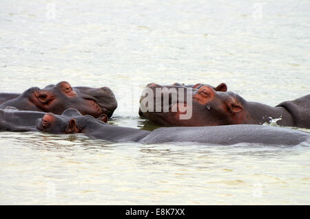 Flusspferde in Lake St. Lucia Estuary, Südafrika Stockfoto