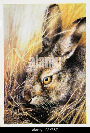 2. Dezember 2009 - Reproduktion von antiken Postkarte zeigt Feldhase (Lepus Europaeus), auch bekannt als das braune hare, östlichen Jackrabbit und östlichen Prärie Hase, circa 1989, USSR. © Igor Golovniov/ZUMA Wire/ZUMAPRESS.com/Alamy Live-Nachrichten Stockfoto