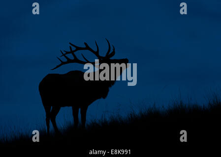 Hallten Bull Elk (Cervus Elaphus Canadensis), Montana Stockfoto