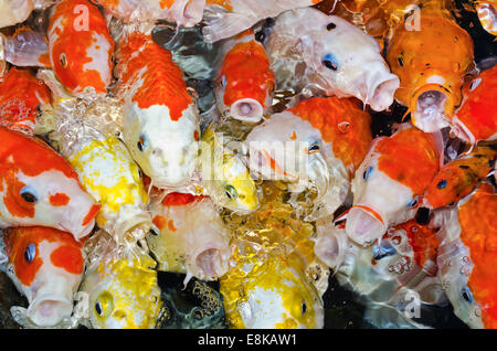 Bunte viele Koi-Karpfen Fishs drängen sich zusammen im Wettbewerb für Lebensmittel Stockfoto