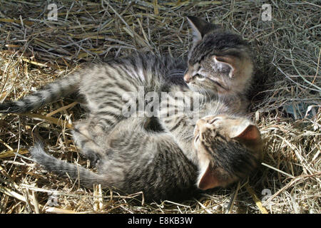 Zwei Kätzchen kuscheln im Stroh zu teilen. Stockfoto