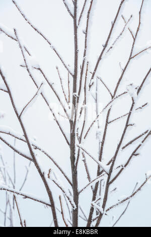 Schnee und Eis auf einem Baum im Winter. Stockfoto