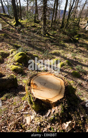 Ein frisch gesägter Baum stumpf in einem Holz, englischen Lake District, Großbritannien. Stockfoto