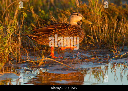 Fleckige Ente (Anas Fulvigula) weiblich in Gezeiten Sumpf gehen. Stockfoto