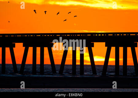 Braune Pelikane gleiten über die Brücke von San Luis Pass auf Galveston Island. Stockfoto