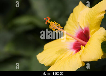 Hibiscus Rosa-Sinensis wächst in einer geschützten Umgebung. Stockfoto