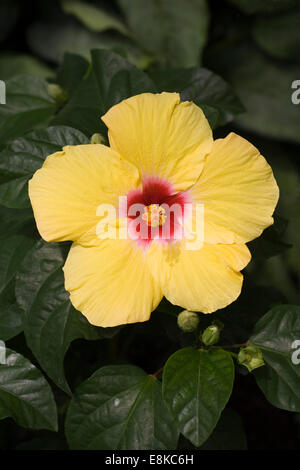 Hibiscus Rosa-Sinensis wächst in einer geschützten Umgebung. Stockfoto