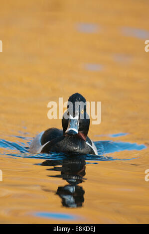 Ring – Necked Duck (Aythya Collaris) Vancouver Island, Spätwinter Stockfoto