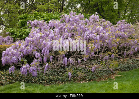 JAPANISCHE WISTERIA - WISTERIA FLORIBUNDA 'LAWRENCE' Stockfoto