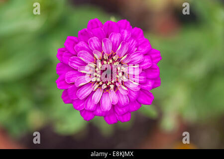 Nahaufnahme eines einzigen Zinnia lila Prinzen in einem englischen Garten blühen Stockfoto