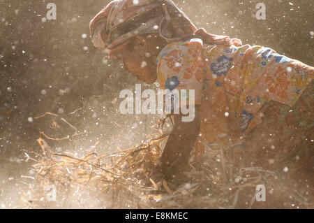 Frau, die Ernte, Dicke Bohnen oder Ackerbohnen (Vicia Faba), ethnische Minderheiten, Mae Hong Song Provinz, Nord-Thailand, Thailand Stockfoto