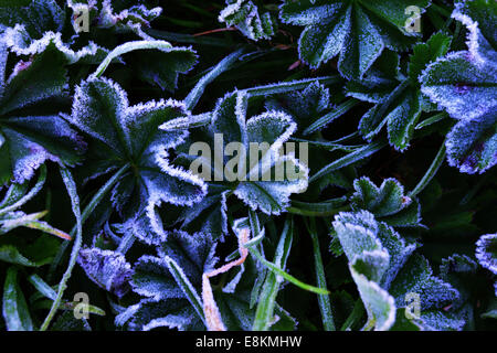 Frauenmantel (Alchemilla SP.) mit Morgen Frost, Tirol, Österreich Stockfoto