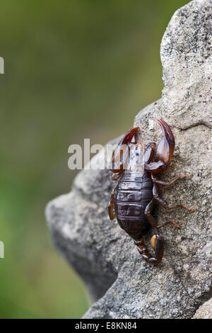 Kleine Holz-Skorpion-Arten (Euscorpius Germanus), Tirol, Österreich Stockfoto