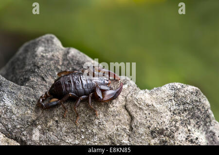 Kleine Holz-Skorpion-Arten (Euscorpius Germanus), Tirol, Österreich Stockfoto