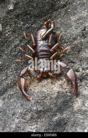 Kleine Holz-Skorpion-Arten (Euscorpius Germanus), Tirol, Österreich Stockfoto