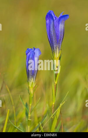 Moor-Enzian (Gentiana Pneumonanthe), Mieminger Plateau, Tirol, Österreich Stockfoto